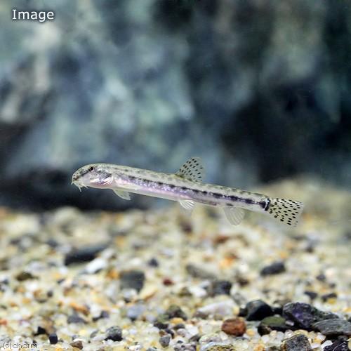 （淡水魚）シマドジョウ　Ｓサイズ（３匹）