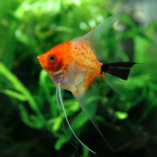 （熱帯魚）レッドデビル・エンゼルフィッシュ（国産ブリード）（３匹）　北海道・九州航空便要保温