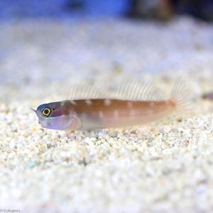 （海水魚）ドットダッシュブレニー（１匹）