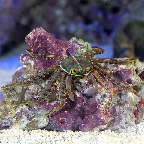 （海水魚）カニ　トゲアシガニ　ミックス（１匹）