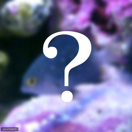 （海水魚）ナマコ　イエローキューカンバー　縞あり（１匹）　北海道・九州航空便要保温