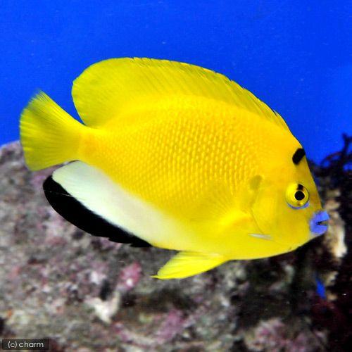 （海水魚）ヤッコ　シテンヤッコ　Ｍサイズ（１匹）