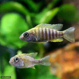 （熱帯魚）イエロー・ピーコックシクリッド（１匹）　北海道航空便要保温