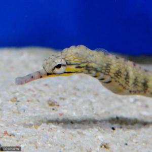 (海水魚)イシヨウジ(1匹) 北海道・九州航空便要保温の商品画像