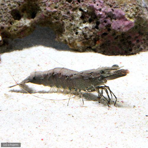 （海水魚）エビ　ウシエビ　Ｌサイズ（１匹）　北海道・九州航空便要保温