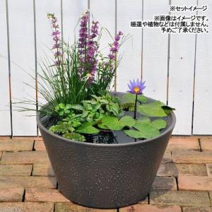 睡蓮鉢 メダカ鉢 金魚鉢 グレー 直径44cm...の詳細画像3