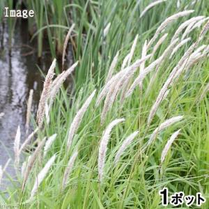 （ビオトープ）水生植物　チガヤ（茅萱）　３号（無農薬）（１ポット）　湿性植物