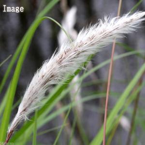 (ビオトープ)水生植物 チガヤ(茅萱) 3号(...の詳細画像1