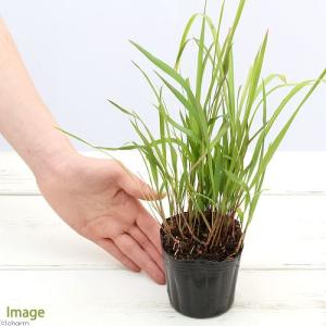 (ビオトープ)水生植物 チガヤ(茅萱) 3号(...の詳細画像3