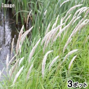 （ビオトープ）水生植物　チガヤ（茅萱）３号（３ポット）湿性植物（休眠状態）