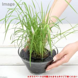(ビオトープ)水生植物 チガヤ(茅萱)3号(3...の詳細画像2
