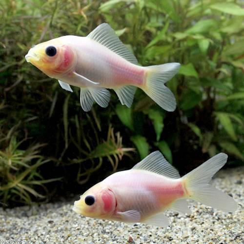 （国産金魚）ミルク和金（ミルクワキン）フナ尾（３匹）
