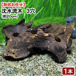 GEX（ジェックス） 天然流木 ミニサイズ（約10〜25cm） 1本