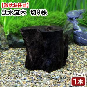 チャーム（charm） すぐに沈む！ 形状お任せ 沈水流木 Sサイズ（約