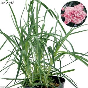 ピンクペッパー コショウボクの木 ペッパーベリー の苗 Ki Explant 004 花育通販yahoo 店 通販 Yahoo ショッピング