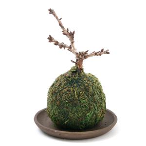 （観葉植物）苔玉　サクラ　旭山桜（１個）開花終了株　受け皿付き