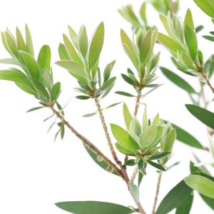 （観葉植物）カリステモン　品種記載なし　金宝樹　４．５〜５号（１鉢）
