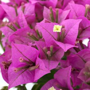 ブーゲンビリア 苗 花 ガーデニング の商品一覧 通販 Yahoo ショッピング