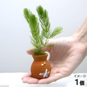 チャーム（charm） （水草）ホシクサsp．クチ（水中葉）（無農薬