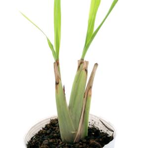 （観葉植物）ハーブ苗　レモングラス　３〜３．５号（１ポット）　家庭菜園