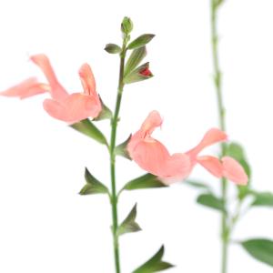 （観葉植物）ハーブ苗　セージ　チェリーセージ　オレンジ　３号（１ポット）　家庭菜園