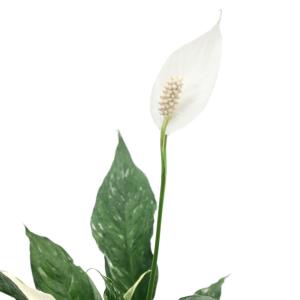 スパティフィラム 斑入りの商品一覧 通販 Yahoo ショッピング