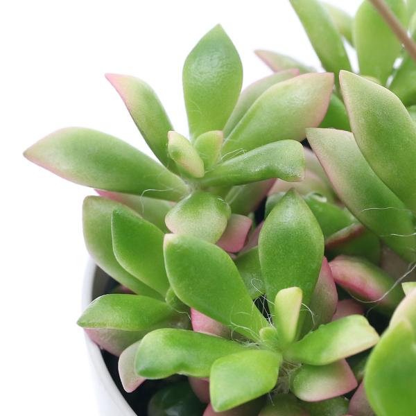 （多肉植物）アナカンプセロス　桜吹雪（さくらふぶき）　３〜３．５号（１ポット）