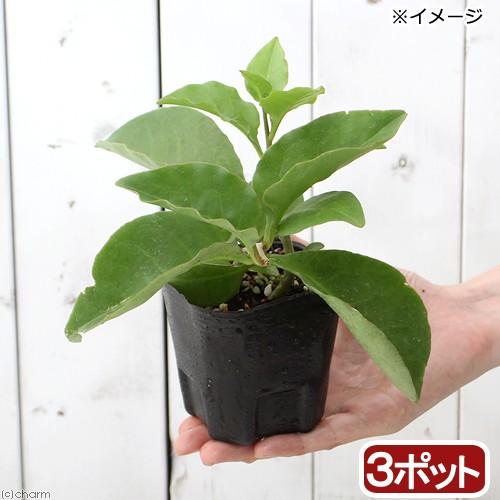 （観葉植物）オカワカメ　３号（３ポット）　緑のカーテン　家庭菜園