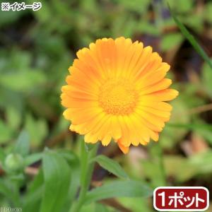 （観葉植物）ポットマリーゴールド（カレンデュラ）　３号（１ポット）　家庭菜園｜chanet