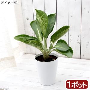 （観葉植物）アグラオネマ　カンクン　５〜６号（１鉢）｜chanet