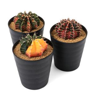 サボテンの王様 金鯱 7号鉢 大型 観葉植物 多肉植物 金シャチ おしゃれ