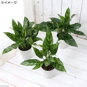 (観葉植物)アグラオネマ マリア 4号(1鉢)の詳細画像1