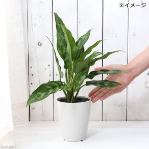 (観葉植物)アグラオネマ マリア 4号(1鉢)の詳細画像2