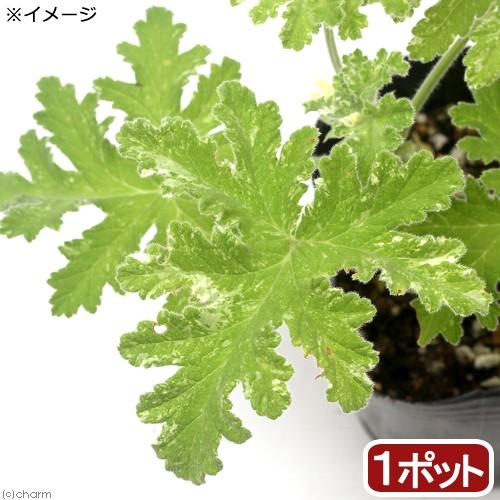 （観葉植物）ハーブ苗　ゼラニウム　雪嶺（セツリョウ）　３号（１ポット）　家庭菜園　アロマ