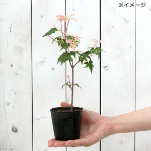 (山野草)盆栽 品種系モミジ 旭鶴(アサヒヅル...の詳細画像2