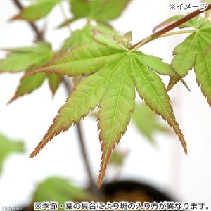 (山野草)盆栽 品種系モミジ 旭鶴(アサヒヅル...の詳細画像3