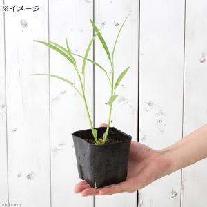 (ビオトープ)水生植物 クウシンサイ(空心菜、...の詳細画像2