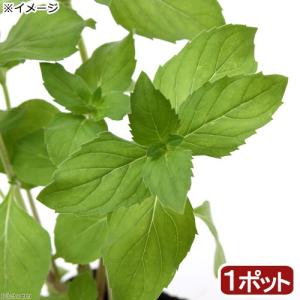 （観葉植物）ハーブ苗　ミント　ニホンハッカ　すずかぜ　３号（１ポット）　家庭菜園