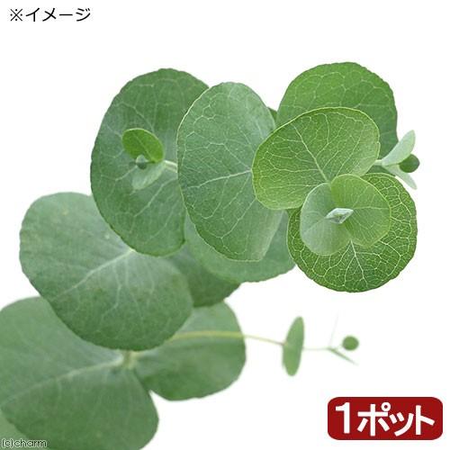 （観葉植物）ユーカリ　シネレア（銀丸葉）　３号（１ポット）　家庭菜園　オージープランツ