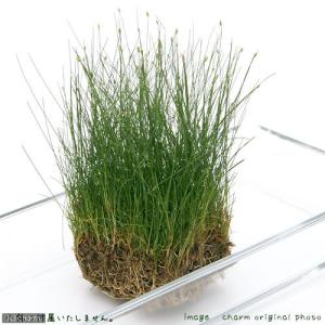 リベラ ウッドサージXL 流木 1個 ※アクぬき処理済み 約60〜80cm : 有限