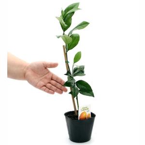 (観葉植物)果樹苗 レモン マイヤーレモン 3...の詳細画像1