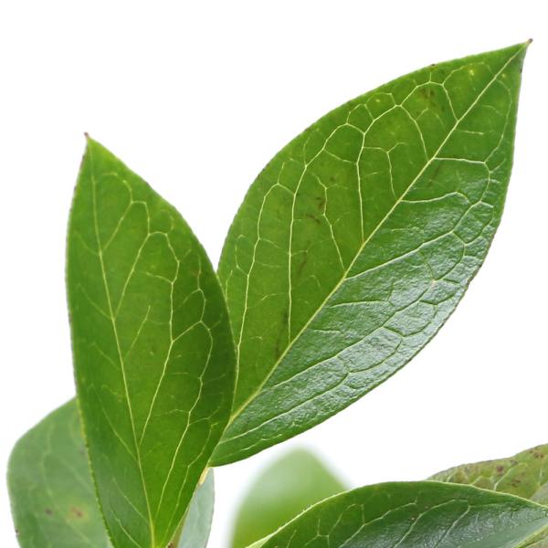 （観葉植物）果樹苗　ブルーベリー　ブライトウェル　大実ラビットアイ系　５号（１ポット）　家庭菜園　果...