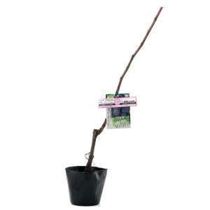 （観葉植物）果樹苗　ブドウ　ＢＫシードレス　５号（１ポット）