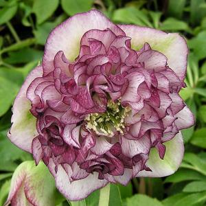 斑入り アガベ アテナータ レイオブライト 4号 ポット 多肉植物 観葉