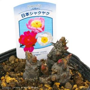 （山野草）ニホンシャクヤク（日本芍薬）花色おまかせ　３〜４号（１ポット）