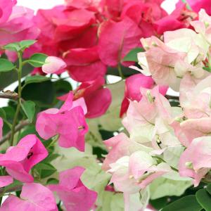 （観葉植物）ブーゲンビレア　花色おまかせ　４〜５号　花無し株（１鉢）