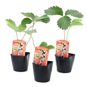 《一時非表示》（観葉植物）野菜苗　イチゴ　プレミアムとちおとめ　３号（３ポット）　家庭菜園　いちご苗