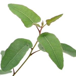 （観葉植物）ユーカリ　レモンユーカリ（レモンブッシュ）　３〜３．５号（１ポット）　家庭菜園