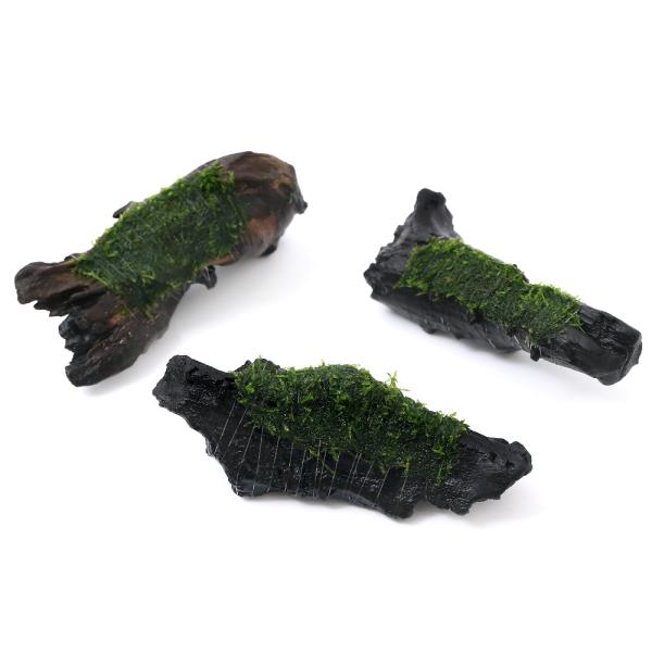 （水草）巻きたて　ウィローモス　流木　ＳＳサイズ（約１０ｃｍ）（水中葉）（無農薬）（１本）