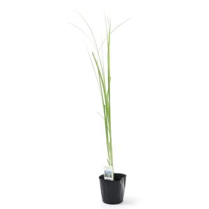nasufarm様ご予約品　パンパスグラス苗【ホワイト】3点　ホワイトフェザー nasufarm様ご予約品 パンパスグラス苗【ホワイト】3点 ホワイト